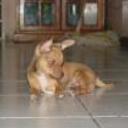 siguiente