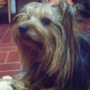 siguiente