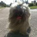 Coquito