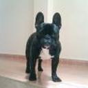 siguiente