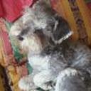 siguiente