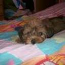 siguiente