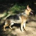 anterior