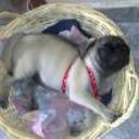 siguiente