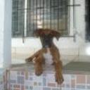 siguiente