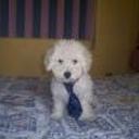 siguiente