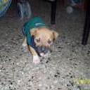 siguiente