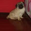 siguiente