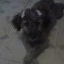 siguiente
