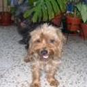 siguiente