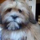Teddy