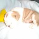 siguiente