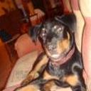 siguiente
