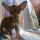 siguiente
