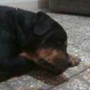siguiente