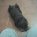 Wolfa
