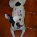 siguiente