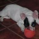 siguiente