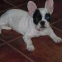 siguiente