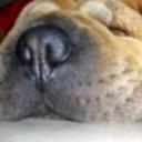 anterior