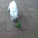siguiente