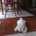 siguiente