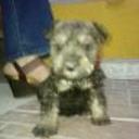 siguiente