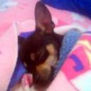 siguiente