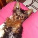 siguiente