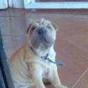 siguiente