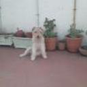 siguiente