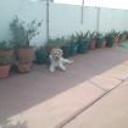 siguiente