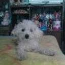 siguiente