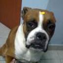 siguiente