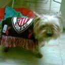 siguiente
