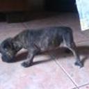 siguiente