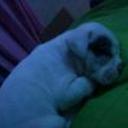 siguiente