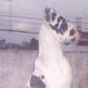 Fausto