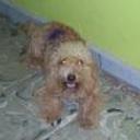 siguiente