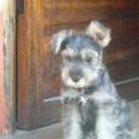 siguiente