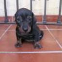 siguiente