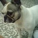 siguiente