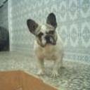 siguiente