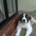 siguiente