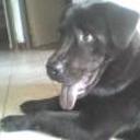 siguiente