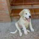 siguiente