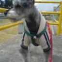 siguiente