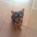 siguiente