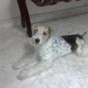 siguiente