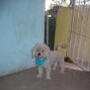 siguiente